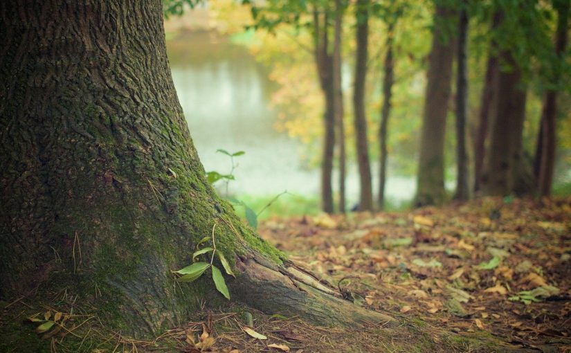 Przepiękny oraz {porządny ogród to nie lada wyzwanie, przede wszystkim jak jego pielęgnacją zajmujemy się sami.